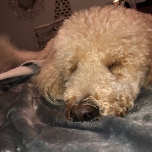 Meet your Posher, Audrey